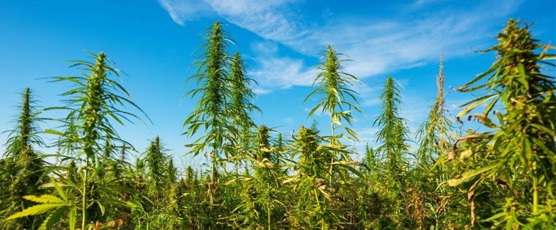 Cannabis Landrace Strains - Origin and Complete Strain List