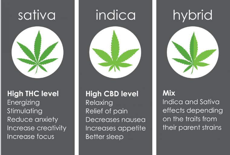 Sativa vs Hybrid vs Indica: Discover Cannabis Strain Secrets