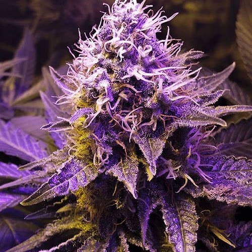 appearance-purple-haze-strain