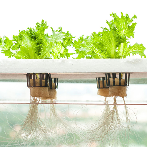 what is hydroponics